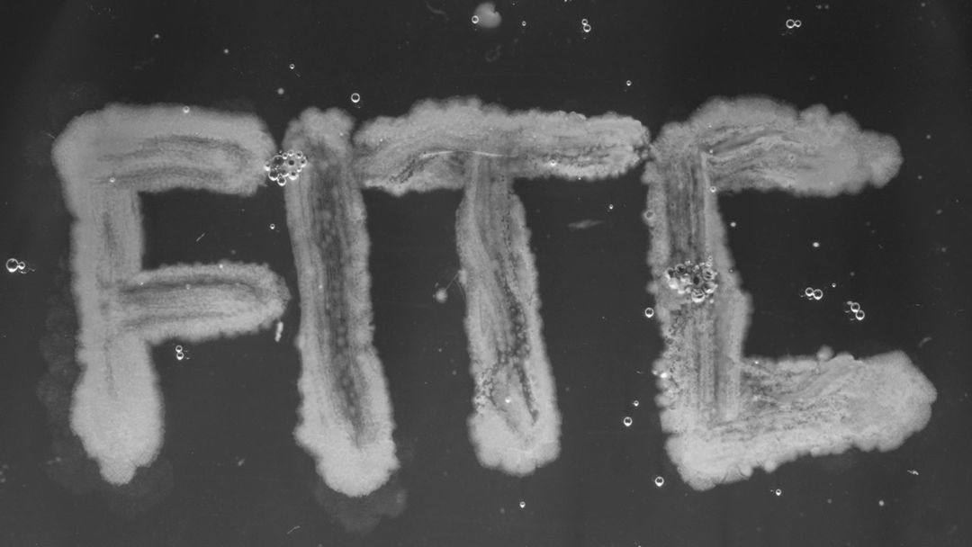 Image: Bacteria Typography